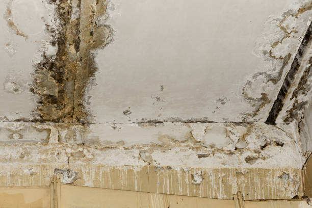 Forensic Mold Investigation in Magnolia, NC